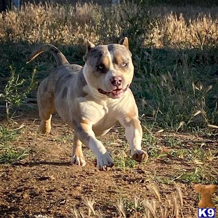 American Bully dog